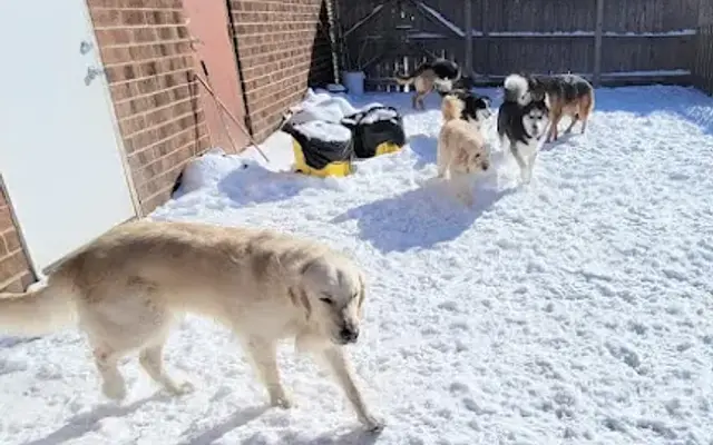 Doggie Playhouse in Palatine, IL