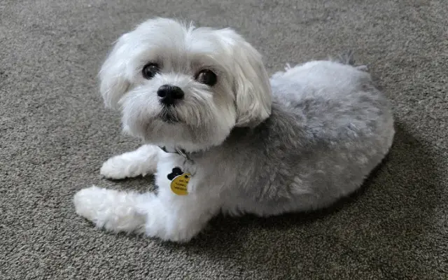 Pet-N-On-The-Ritz in Grosse Ile Township, MI