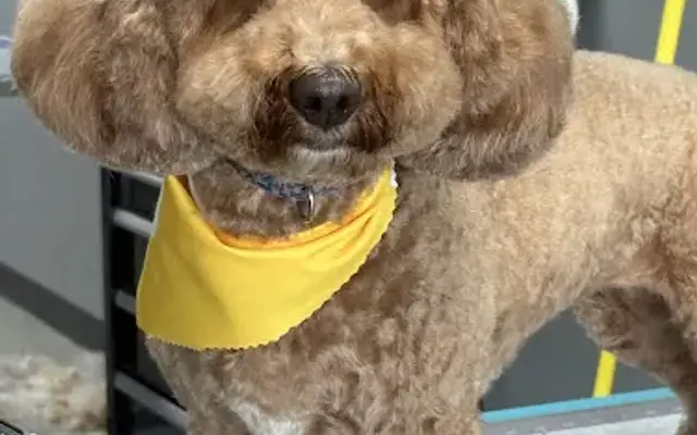 The Chic Barktique in Homer Glen, IL