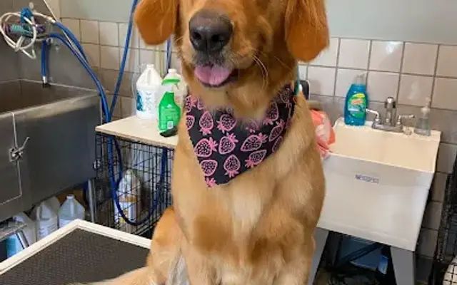 Puptown Grooming in Reynoldsville, PA