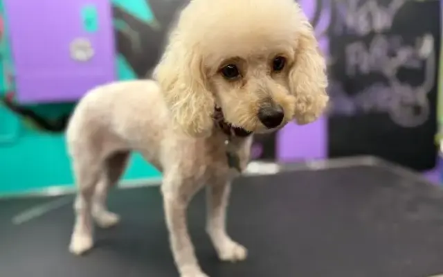 New Fursey Pawspitality in Hainesport, NJ