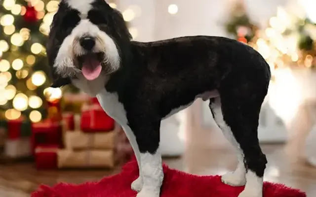 Furtastic Mobile Grooming in Winder, GA