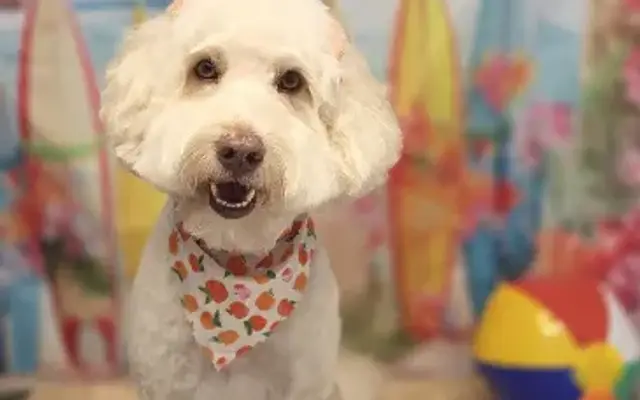 Lauren's Groovy Grooms in Davie, FL