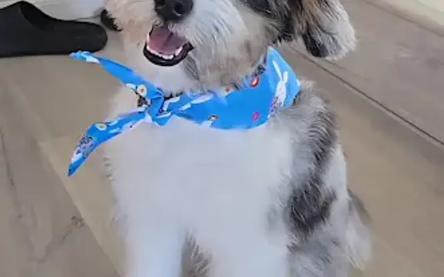 Aloha Dog Grooming in Highland, CA