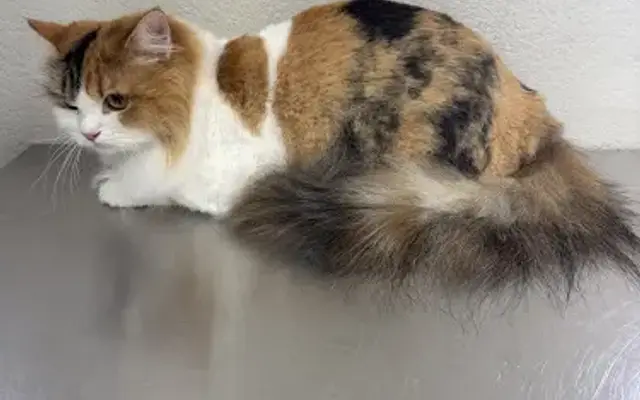 Divine feline AZ salon grooming in Phoenix, AZ
