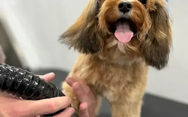 V-GROOM MOBILE PET GROOMING in Grand Prairie, TX