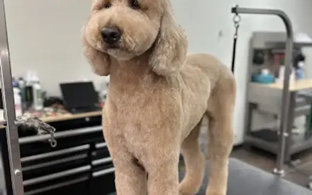 Wag One Pet Styling in Katy, TX