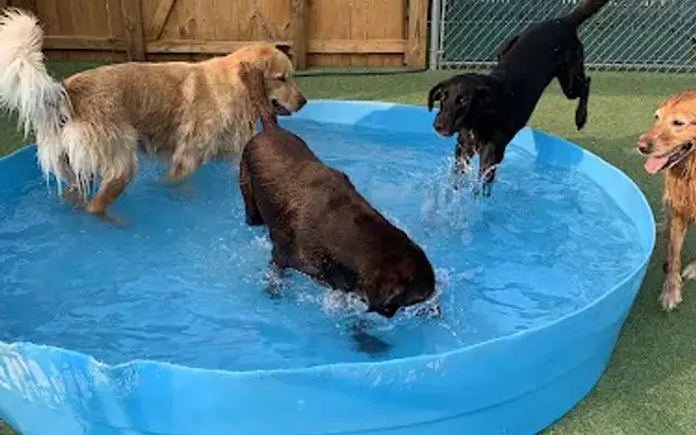 The Diggs at Paws & Claws in Wilmington, NC