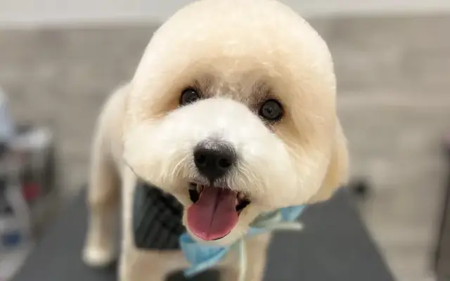 Pet House - Grooming, Daycare & Boarding in Keller, TX