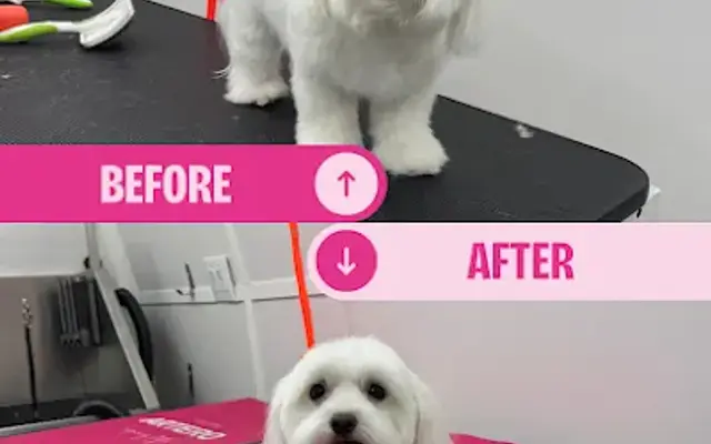 Bubbles Mobile Pets Grooming in Winter Haven, FL