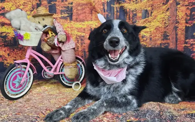 Lollipup's Pet Grooming in Lower Burrell, PA