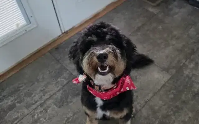 Barking Bubbles Pet Salon & Lodging in Montoursville, PA