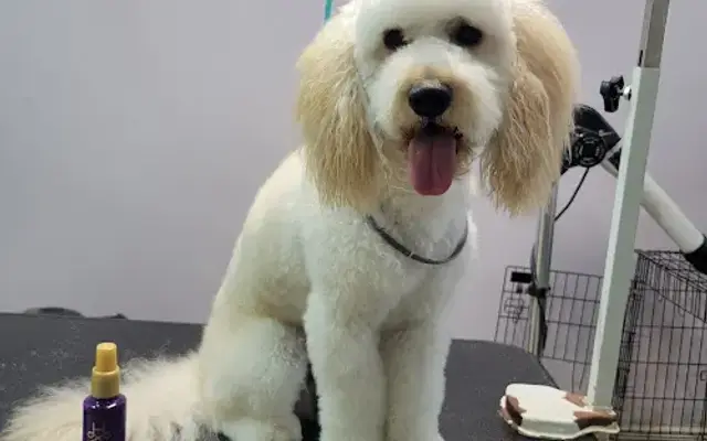 Bow-Wow Beautician in Oldsmar, FL