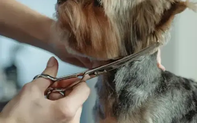 In & Out Express Mobile Pet Grooming in Fairview, TN