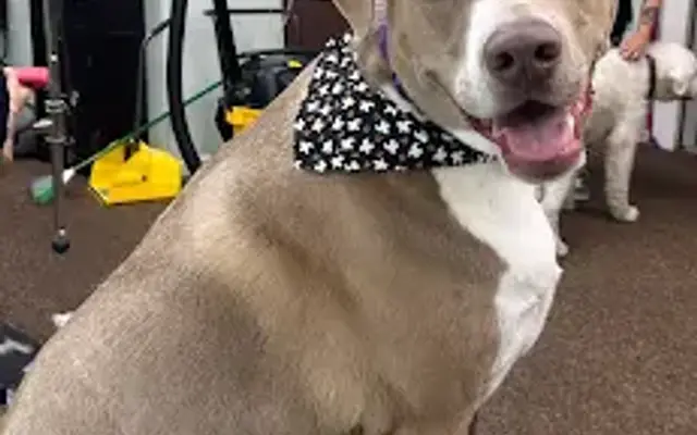 Sassy Paws grooming LLC in Indianapolis, IN