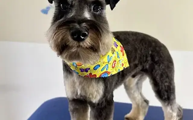 AB Grooming in Burnsville, MN
