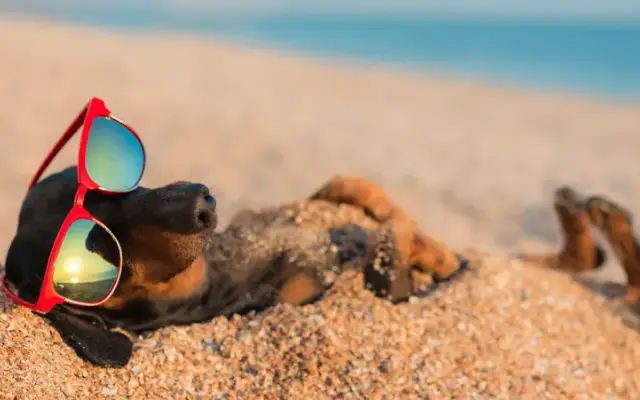 Beachside FurBabies Dog Grooming in Foley, AL