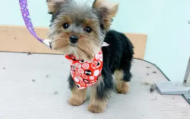 Pawsitively Pampered Pets in Bowling Green, MO