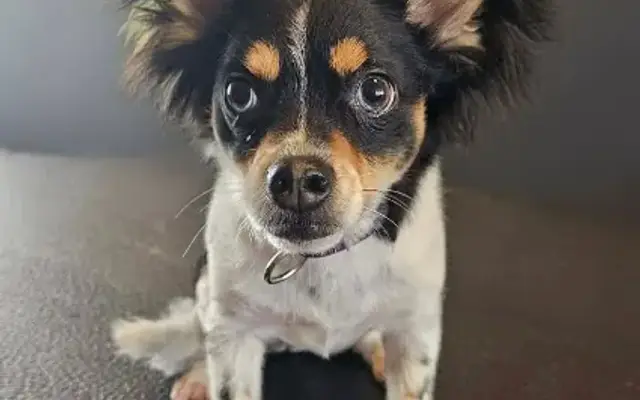 Beautiful Beasties Dog Grooming in Shrewsbury, PA