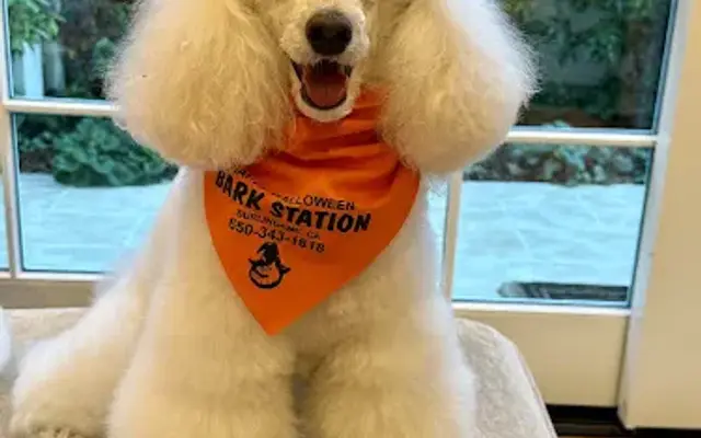 Bark Station Pet Salon in Burlingame, CA