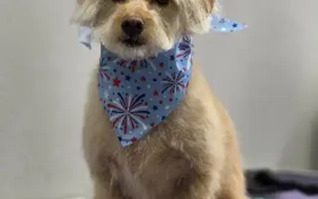 Bark Avenue Pet Salon in Phoenix, AZ