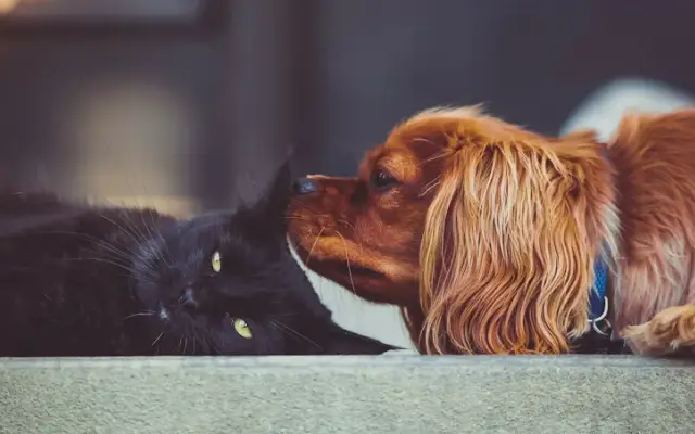 Dog Days and Cat Nights in Kew Gardens, NY