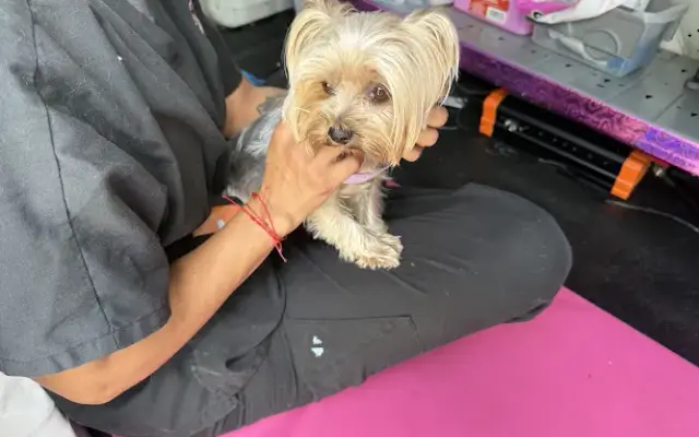Paws On The Go Oral Care in Coral Springs, FL