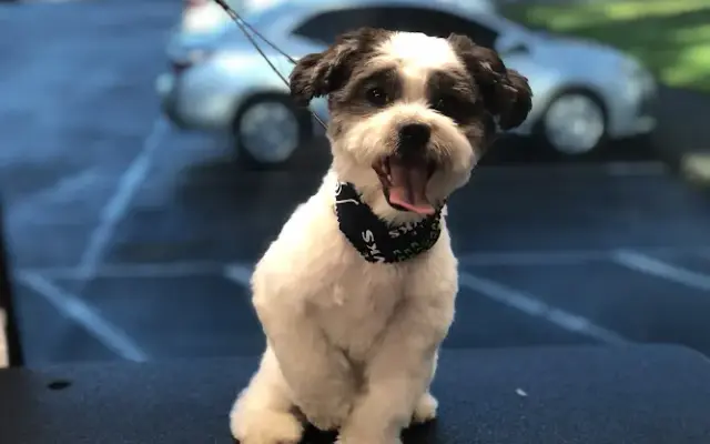 Over the Moon Pet Grooming, Trinity, FL in Trinity, FL