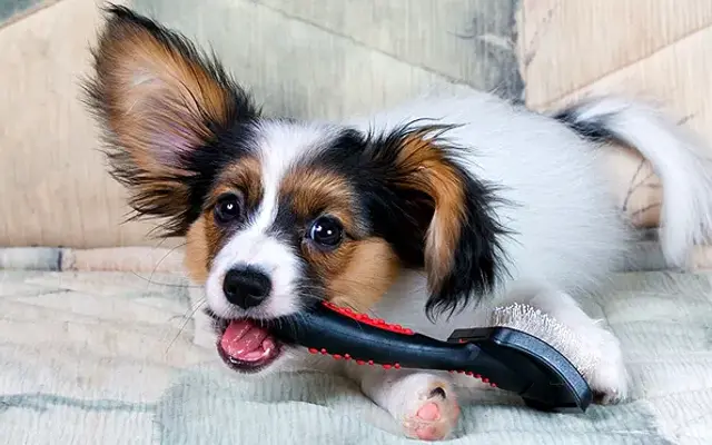 At home doggie grooming in Williston, FL