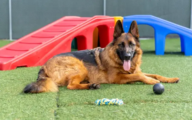 Countryside Pet Resort in Hughesville, MD