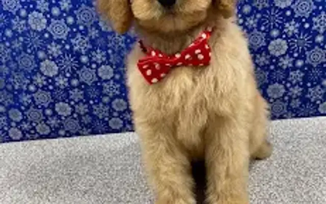 The Velvet Paw LLC in Catoosa, OK