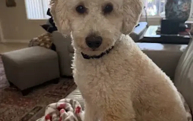 The Garden Dog Spa in Jacksonville, FL