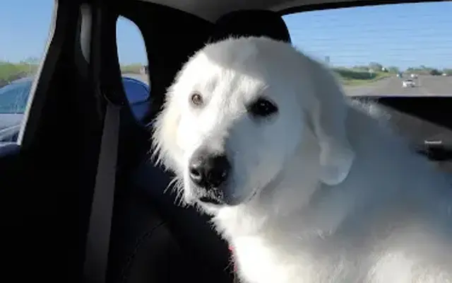 Pet Resort at Border Animal Hospital in Weslaco, TX