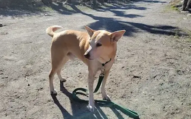 Quality Grooming in Phelan, CA
