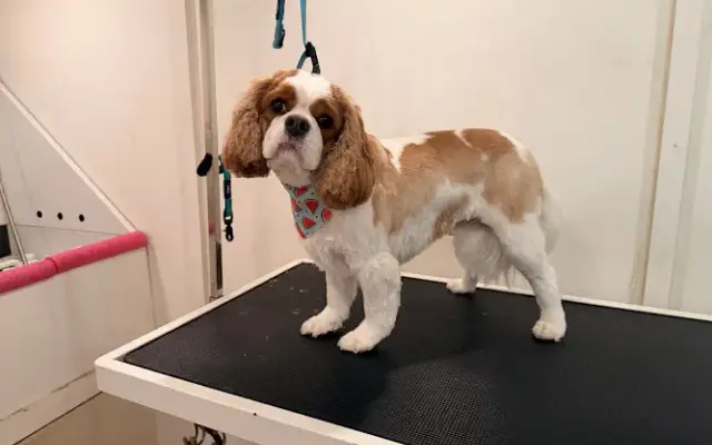 Bark and Boujee Mobile Grooming in Wilmington, NC