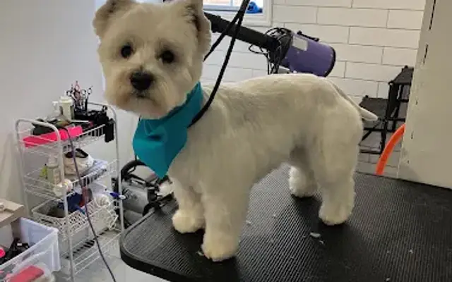 Doggy D'Tails Pet Grooming in Bolivia, NC