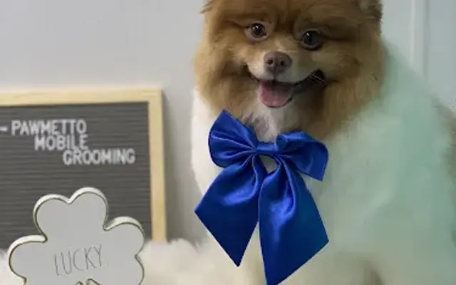 Pawmetto Mobile Grooming in Loris, SC