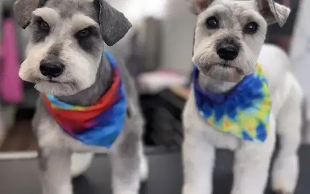 Southern Paws Pet Spa in New Roads, LA