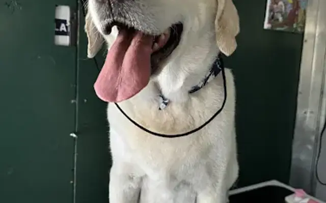 The Dog Father Grooming in Indio, CA