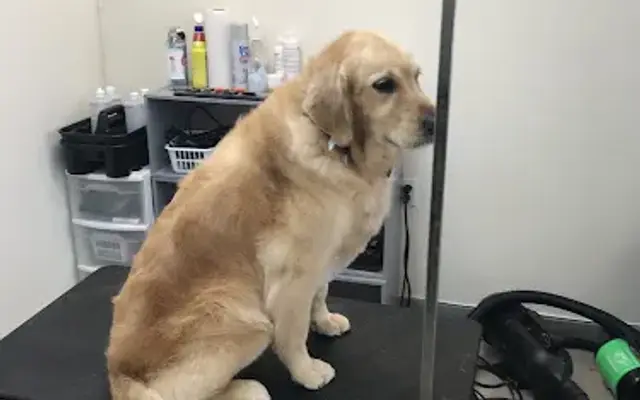 Marie's Pet Salon in Chittenango, NY