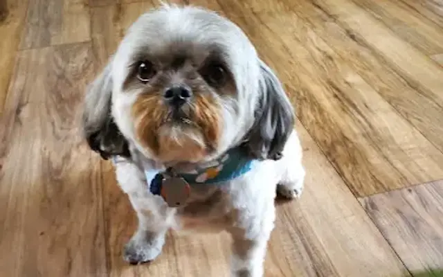 Sham-Pooch Professional Pet Grooming in Greenville, PA