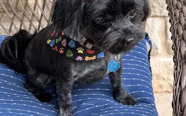 Pawsh, LLC in Edmond, OK