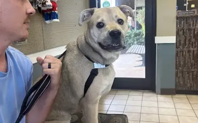 Animal Care Clinic & Hospital in Huntsville, AL