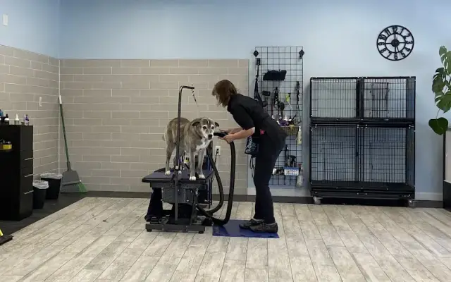 Uptown Dog Canine Salon in Ipswich, MA