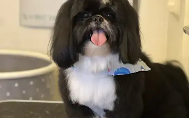 Lexie and Friends Dog Grooming, INC. in Lawrence, MA
