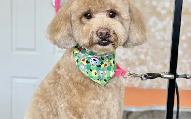 Bark Pals Spa in Miami, FL