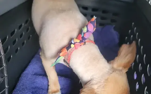 YB Pet Grooming in La Mirada, CA