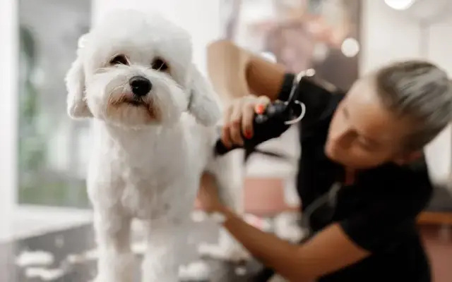 Dog Grooming Academy of Indianapolis in Noblesville, IN
