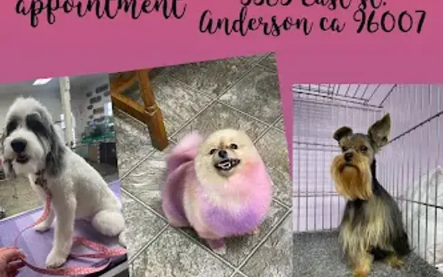 The Purple Merle in Anderson, CA
