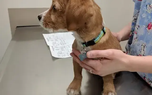 Lyons Kennels & Grooming Shop in Bellefonte, PA